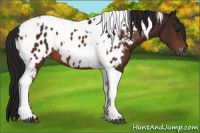 Horse Color:Gray Bay Tobiano Near Leopard 