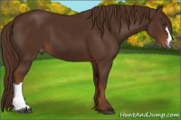 Horse Color:Gray Chestnut Varnish 