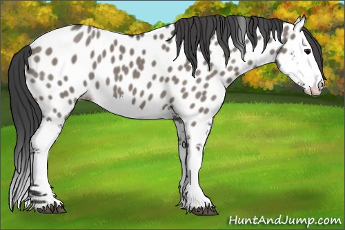 Horse Color:Grullo Splash Near Leopard