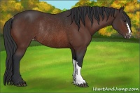 Horse Color:Bay Appaloosa Rabicano 