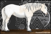 Horse Color:Cremello Sabino Appaloosa 