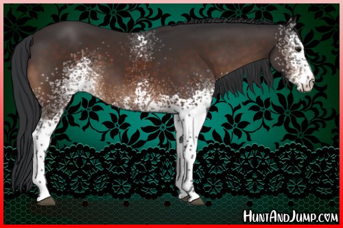 Horse Color:White Spotted Brown 