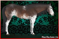 Horse Color:White Spotted Brown 