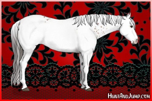 Horse Color:White Spotted Brown 