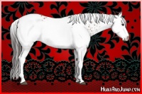 Horse Color:White Spotted Brown 