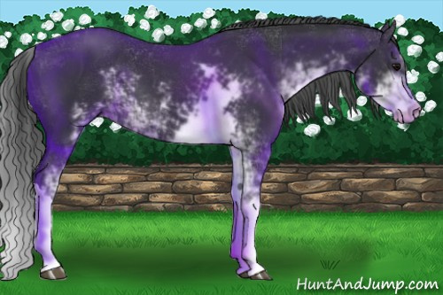 Horse Color:Black Sabino 