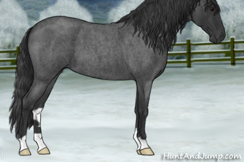 Horse Color:Blue Roan 