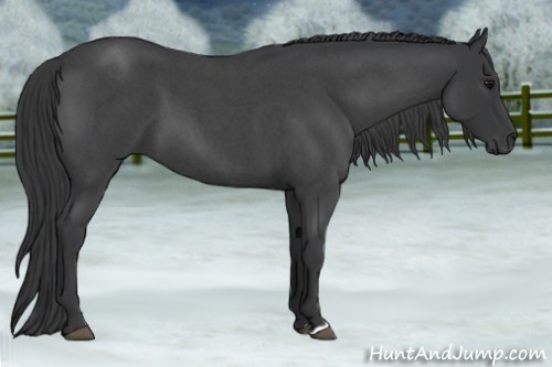 Horse Color:Blue Roan 