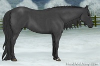 Horse Color:Blue Roan 