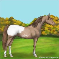 Horse Color:Black Pearl Appaloosa 