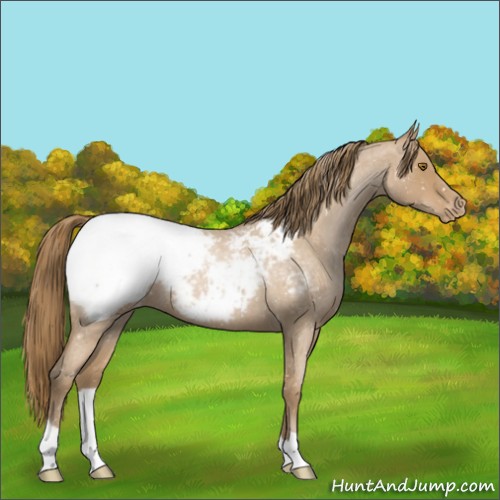 Horse Color:Blue Roan Pearl Snowcap 