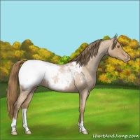 Horse Color:Blue Roan Pearl Snowcap 