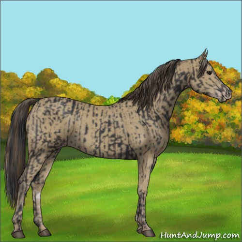 Horse Color:Black  and Classic Cream Champagne 