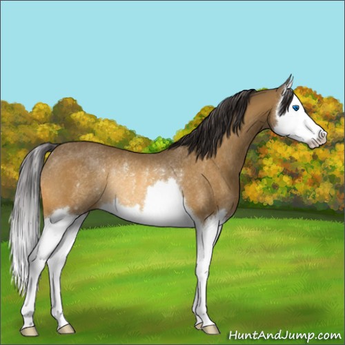 Horse Color:Buckskin Splash Rabicano