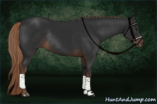 Horse Color:Liver Chestnut Rabicano