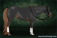 Horse Color:Liver Chestnut Rabicano