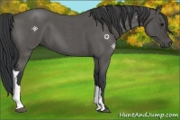 Horse Color:Blue Roan 