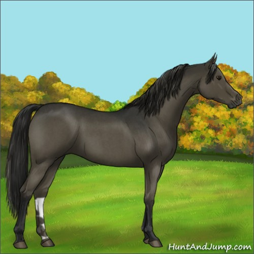 Horse Color:Gray Smoky Blue Roan 