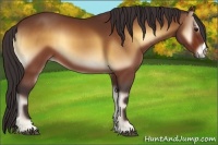 Horse Color:Buckskin Onyx 