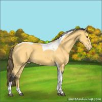 Horse Color:Buckskin Tobiano Varnish 