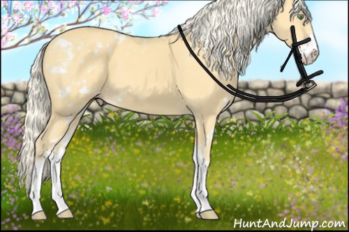 Horse Color:Gold Cream Champagne Sabino 