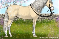 Horse Color:Gold Cream Champagne Sabino