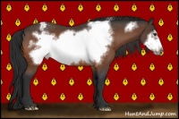 Horse Color:Bay Frame Appaloosa 