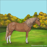 Horse Color:White Spotted Chestnut Sabino