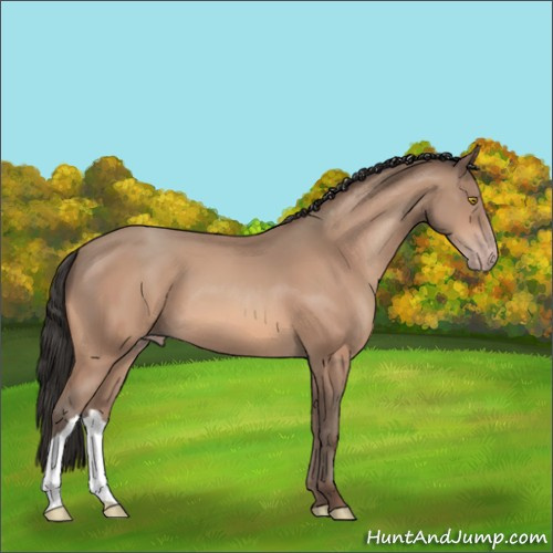 Horse Color:Amber Champagne 
