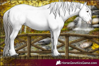 Horse Color:Liver Chestnut Appaloosa 