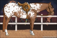 Horse Color:Chestnut Appaloosa