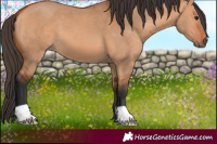 Horse Color:Bay Dun