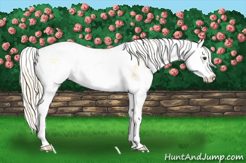 Horse Color:Palomino Dun Sabino 