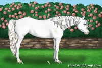Horse Color:Palomino Dun Sabino