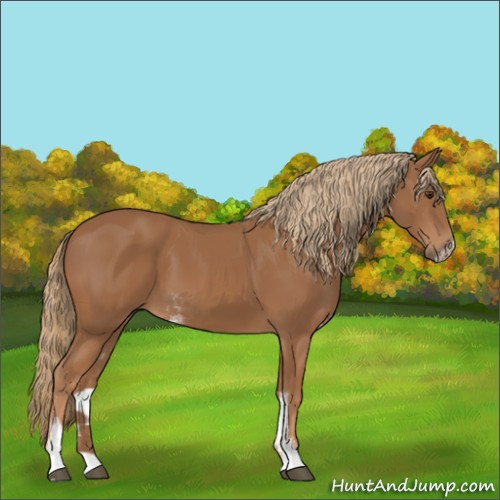 Horse Color:Chestnut Sabino