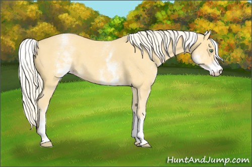 Horse Color:White Spotted Gold Cream Champagne 