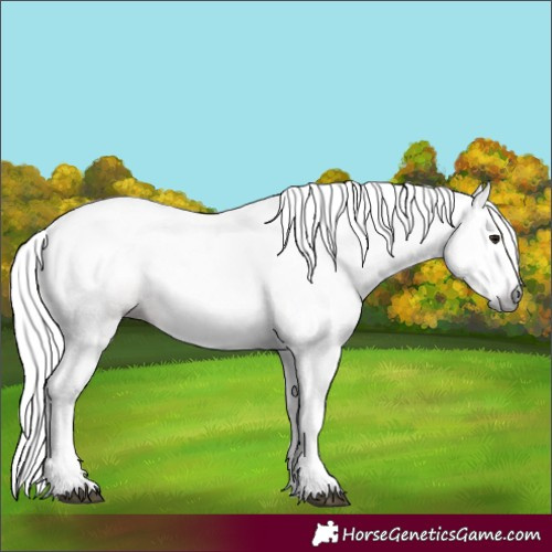 Horse Color:Gray Bay Splash Frame 