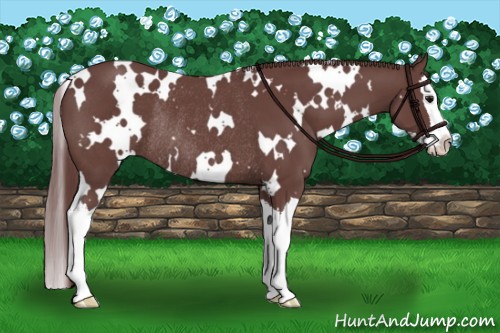 Horse Color:White Spotted Chocolate Smoky Black Splash Rabicano