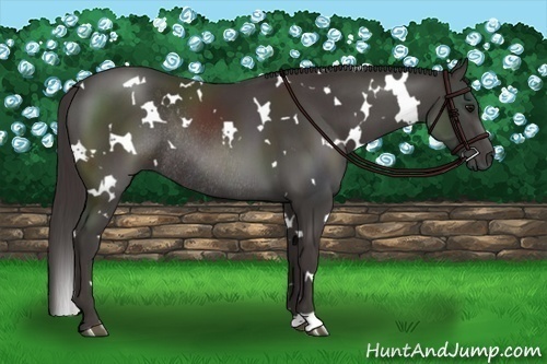Horse Color:White Spotted Smoky Black Rabicano