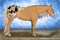 Horse Color:Palomino Appaloosa 