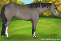 Horse Color:White Spotted Grullo 