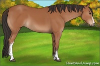 Horse Color:White Spotted Bay 