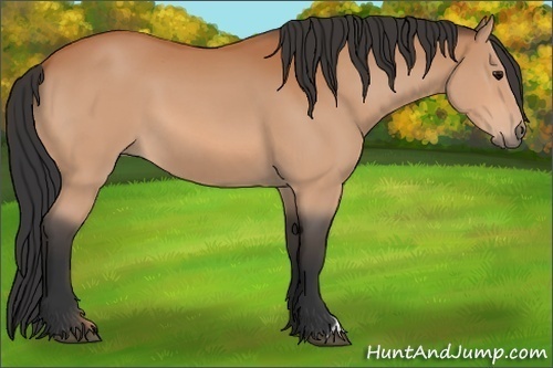 Horse Color:Unknown 