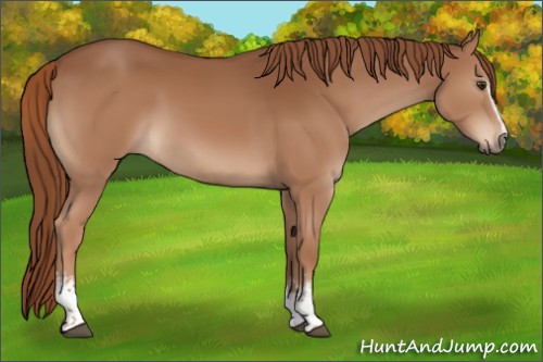 Horse Color:White Spotted Chestnut 