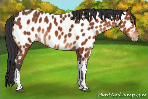 Horse Color:Bay Appaloosa 