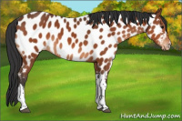 Horse Color:Bay Appaloosa 