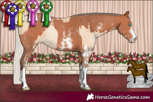 Horse Color:Buckskin Pearl Tobiano and Silver Bay Sabino