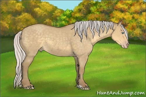 Horse Color:Silver Classic Cream Champagne Dun Sabino