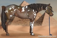 Horse Color:White Spotted Liver Chestnut 