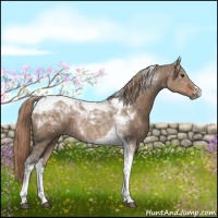 Horse Color:Liver Red Dun Tobiano